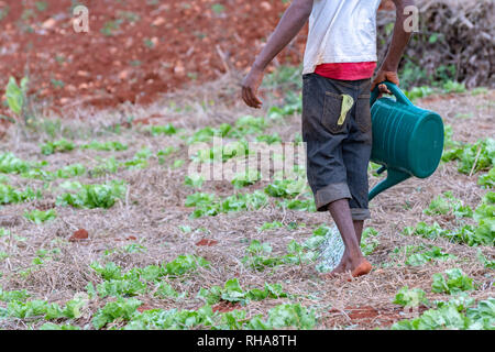 Die jamaikanische Landarbeiter in den im landwirtschaftlichen Bereich Bewässerung Kopfsalat Garten mit Gießkanne in St. Elizabeth, Jamaika. Stockfoto