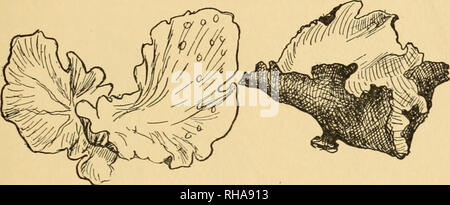 . Das Buch der Holzarbeit und indischen Überlieferung. Das Leben im Freien; Indianer Nordamerikas - Soziale leben und Zoll; Pilze; Bäume - United States. Gesundheit und Medizin 331 Krümel, und, natürlich, leicht aufgezehrt war. Während der Röstung gab es ofi ein Geruch, wie Seegras. Rock - kutteln. Aber der Letzte, der Rock - kutteln oder Hunger - das Essen der Indianer, erwies sich als die am meisten befriedigende aller Hunger Lebensmittel, die ich mit experimentiert haben. Jeder weiß es als die Flache ledrigen Crinkle scharfkantigen Flechten. G. Muhl. Anschl. sp.. Bitte beachten Sie, dass diese Bilder extrahiert werden aus der gescannten Seite Bilder, die b Stockfoto