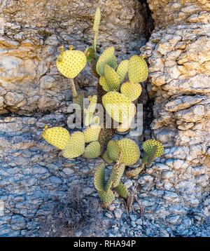 Big Bend Nationalpark in Texas Stockfoto