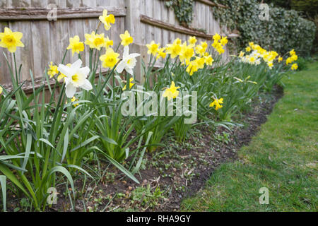 Gelbe und weiße Narzissen im Garten Beet in England, Großbritannien Stockfoto