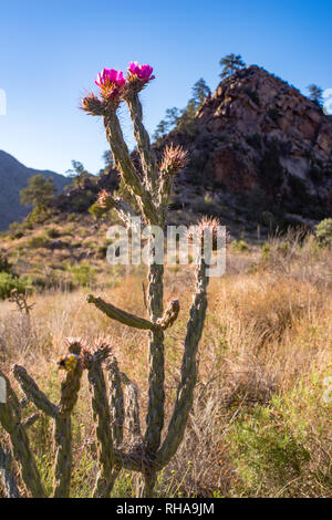 Big Bend National Park, West Texas Stockfoto