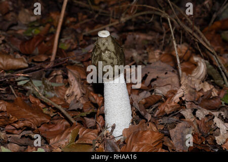 Exemplar des Gemeinen Stinkmorchels wachsen in blattsänfte, Großbritannien Stockfoto