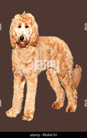 Livi Golden Doodle Stockfoto