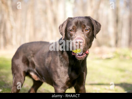 Eine reinrassige Chocolate Labrador Retriever Hund mit einem Ball im Maul Stockfoto