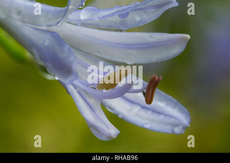 Regen Wasser sammelt sich auf die Blütenblätter einer Blaue agapanthus Blüten. Stockfoto