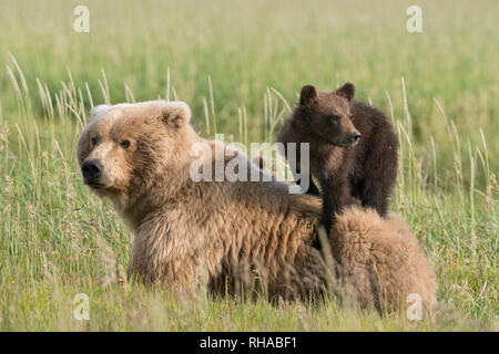 Brauner Bär mit Jungtier auf der Rückseite Stockfoto