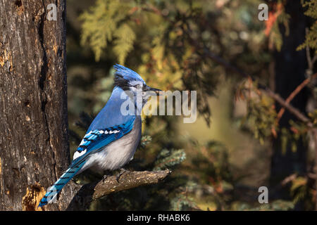 Blue Jay mit Sonnenblumenkernen. Stockfoto