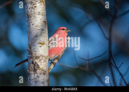 Männliche pine grosbeak Stockfoto