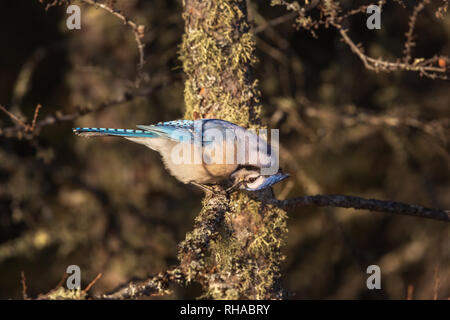 Blue Jay Stockfoto