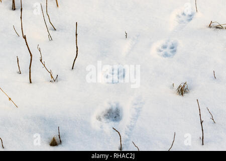 Coyote Spuren im Schnee. Stockfoto