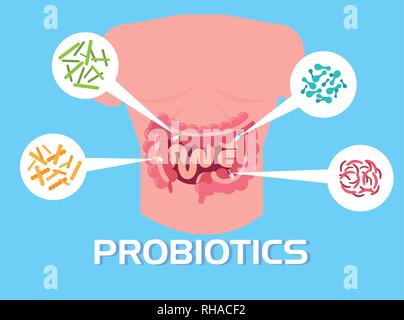 Körper des Menschen mit probiotika Organismen Vector Illustration Design Stock Vektor