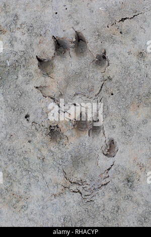 Marderhund/racoon Hund (Nyctereutes procyonoides) Close-up von Fußspuren im nassen Sand/Schlamm Stockfoto