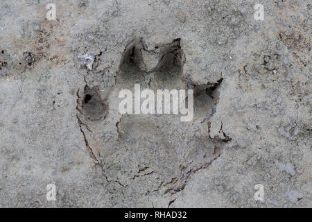 Marderhund/racoon Hund (Nyctereutes procyonoides) Close-up des Platzbedarfs in den nassen Sand/Schlamm Stockfoto