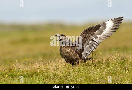 Nahaufnahme einer großen skua (Eulen skua) Bonxie anzeigen, Noss, Shetland, UK. Stockfoto