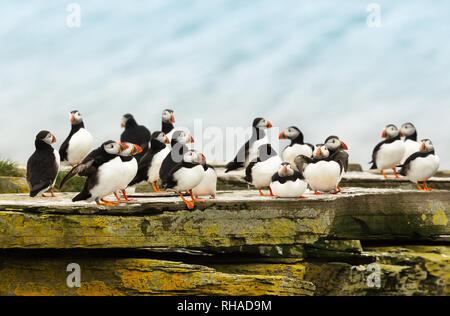 Nahaufnahme von einer Gruppe von Atlantic Papageientaucher auf einem Felsen am Ufer des Noss Island, Shetland, Großbritannien. Stockfoto