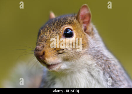 In der Nähe der Östlichen grauen Eichhörnchen gegen grünen Hintergrund, UK. Stockfoto
