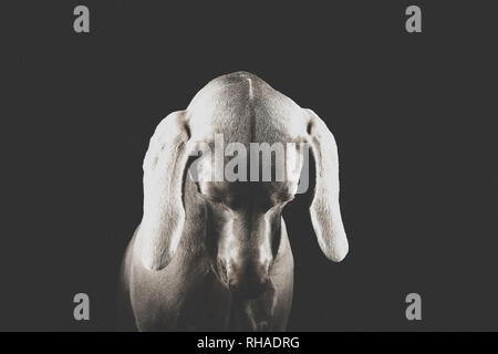 Engel Ohren | Dog Portrait Stockfoto
