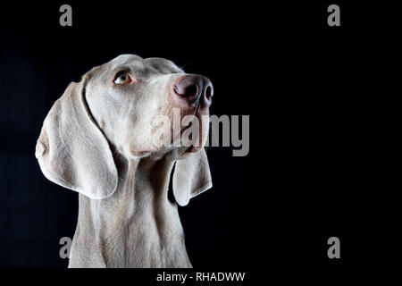 Silver Haired Dog Portrait - auf der Suche nach Rechts und Oben Stockfoto