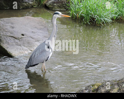 Graureiher (Ardea cinerea) auf Futtersuche im Stadtpark Uster Stockfoto