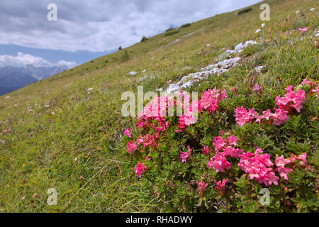 Schnee - rose/Rusty-leaved Alpenrose (Rhododendron ferrugineum) in Blume, Nationalpark Hohe Tauern, Kärnten, Österreich Stockfoto