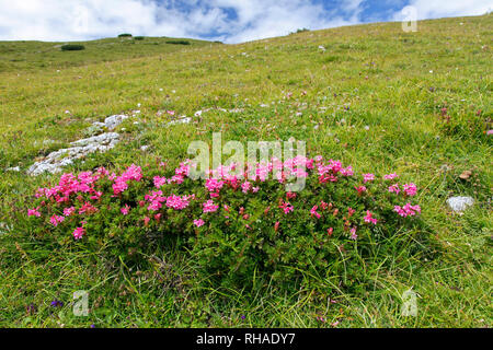 Schnee - rose/Rusty-leaved Alpenrose (Rhododendron ferrugineum) in Blume, Nationalpark Hohe Tauern, Kärnten, Österreich Stockfoto