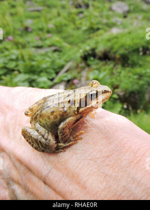 Grasfrosch (Rana temporaria) im Blausee umgebenden Grasland (Giswil) Stockfoto