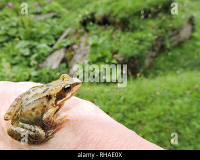 Grasfrosch (Rana temporaria) im Blausee umgebenden Grasland (Giswil) Stockfoto