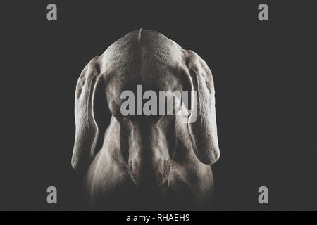 Weimaraner hunde Porträts Stockfoto