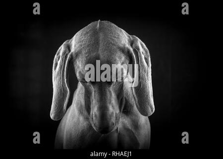 Weimaraner hunde Porträts Stockfoto