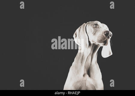 Weimaraner hunde Porträts Stockfoto