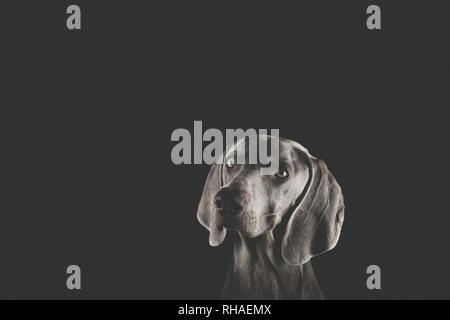 Weimaraner hunde Porträts Stockfoto