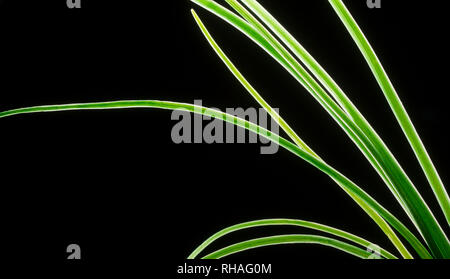 Die schmale röhrenförmige Blätter der Küchenkraut, Schnittlauch, auf einem schwarzen Hintergrund zu sehen. Stockfoto