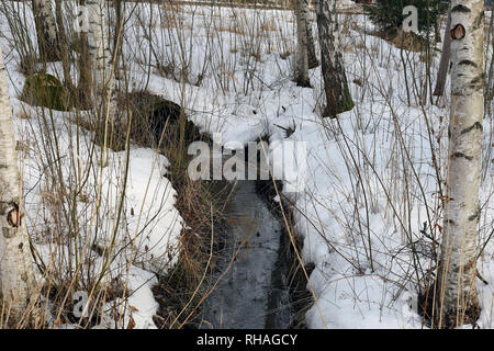 Finnische Wald im Frühling. Am Tag mal Fotografiert. In diesem Foto können sie Bäume und andere Pflanzen aus dem Wald, wenig Strom und Schnee. Stockfoto