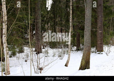 Finnische Wald im Frühling. Am Tag mal Fotografiert. In diesem Foto können sie Bäume und andere Pflanzen aus dem Wald und Schnee. Stockfoto