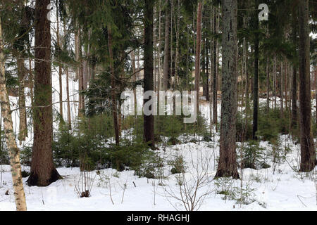 Finnische Wald im Frühling. Am Tag mal Fotografiert. In diesem Foto können sie Bäume und andere Pflanzen aus dem Wald und Schnee. Stockfoto