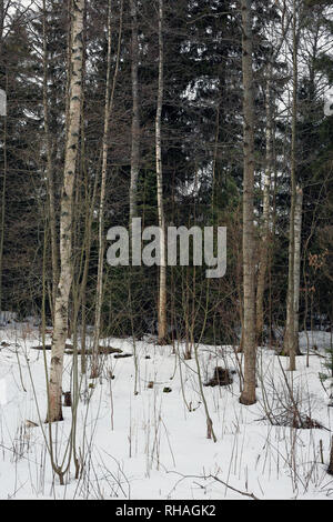 Finnische Wald im Frühling. Am Tag mal Fotografiert. In diesem Foto können sie Bäume und andere Pflanzen aus dem Wald und Schnee. Stockfoto