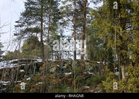 Finnische Wald im Frühling. Am Tag mal Fotografiert. In diesem Foto können sie Bäume und andere Pflanzen aus dem Wald und Schnee. Stockfoto