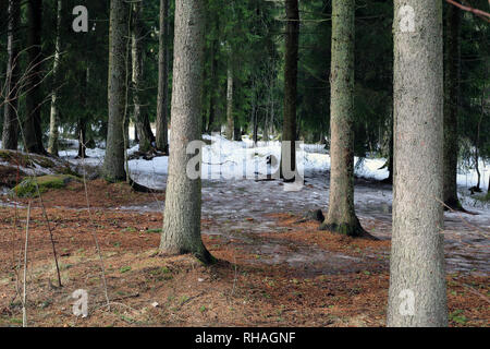 Finnische Wald im Frühling. Am Tag mal Fotografiert. In diesem Foto können sie Bäume und andere Pflanzen aus dem Wald und Schnee. Stockfoto