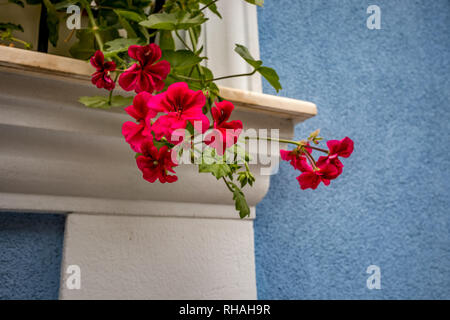 Red Geranien blühen Blume, auch als pelargonium vor der blauen Wand bekannt, Designer weißes Fenster Kalkstein Rahmen, in Sofia, der Hauptstadt von gefunden Stockfoto