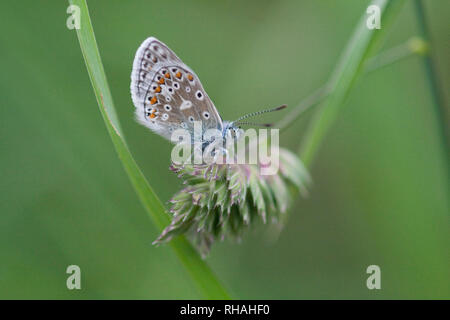 Der gewöhnliche blaue Schmetterling ist ein Schmetterling aus der Familie Lycaenidae und Unterfamilie Polyommatinae. Der Schmetterling ist in der ganzen Paläarktis zu finden Stockfoto