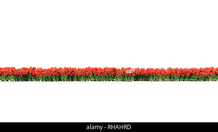 3D-Rendering der Reihe von Blumen auf weißem Hintergrund für die architektonische Verwendung der leicht geschnitten werden können, isoliert Stockfoto