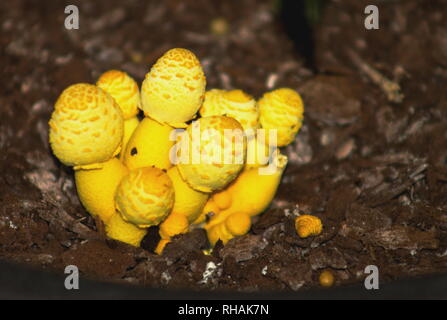 Plantpot Dapperling Pilz Leucocoprinus birnbaumii (auch bekannt als Lepiota lutea) ist durchaus üblich in Topfpflanzen und Gewächshäuser. Stockfoto