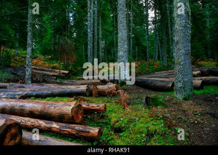 Wald Straße bei Pertouli, Trikala, Thessalien, Griechenland Stockfoto