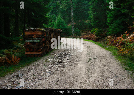 Wald Straße bei Pertouli, Trikala, Thessalien, Griechenland Stockfoto