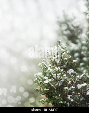 Pine Tree unter Schnee und Schneeflocken. Winterurlaub Design mit Copyspace. Stockfoto