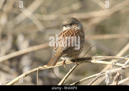 Eine hübsche Hedge Sparrow, Phasianus colchicus, thront auf einem Betrieb stammen. Stockfoto