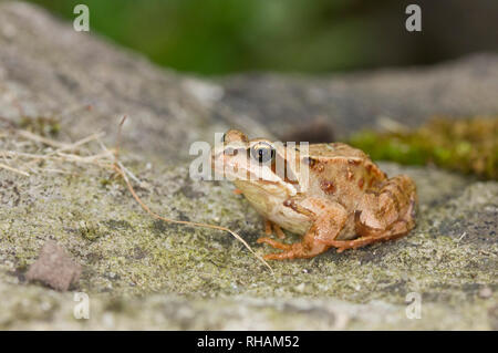 Junge Grasfrosch auf Stein, Derbyshire UK Stockfoto