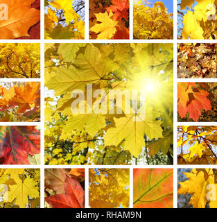 Collage aus Fotos von schönen Herbst Ahorn Blätter Stockfoto