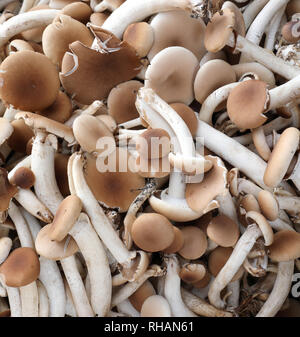 Hintergrund der viele frische rohe Speisepilze namens Cyclocybe aegerita oder Pappeln oder schwarzen Poplar mushroom Stockfoto