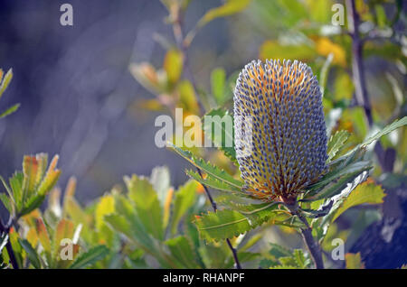 Australian native Alter Mann Banskia Blume, Banksia serrata, Royal National Park, Sydney, NSW, Australien. Stockfoto